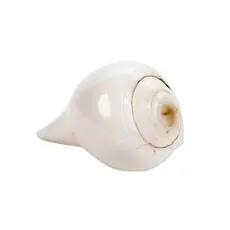 Beautiful Blowing Conch Shell - Vamavarti Shankh (4.5 inches)