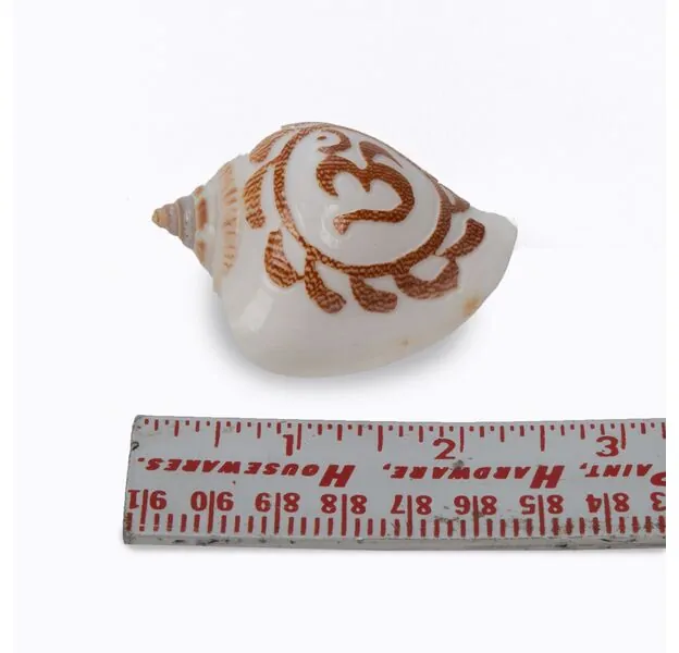 Small Conch Shell with OM design