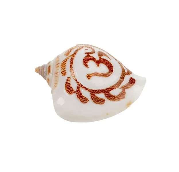 Small Conch Shell with OM design
