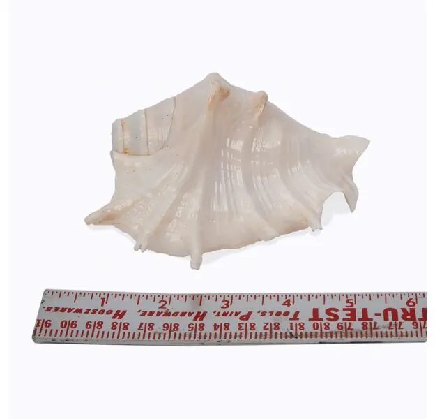 Blowing Conch Shell - Vamavarti Shankh (5 inches)