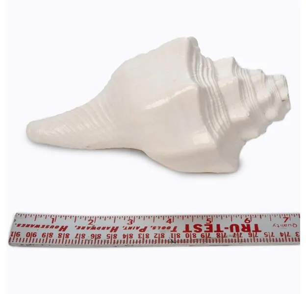 Huge Blowing Conch Shell - Vamavarti Shankh (6-7 inches)